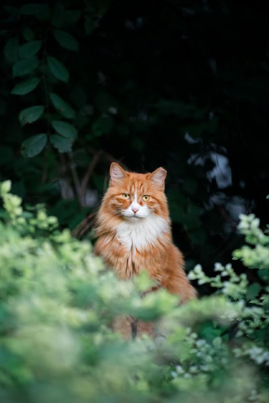 #猫猫#猫猫