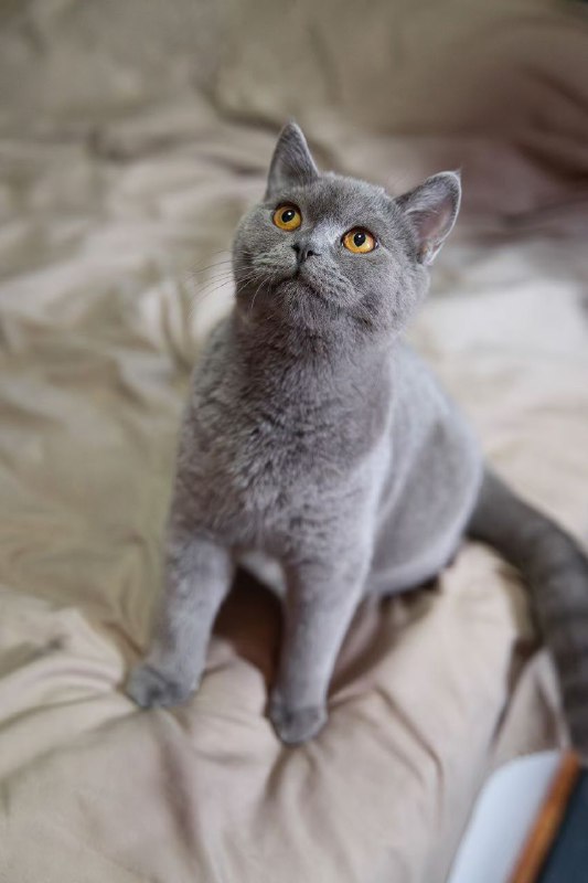 #猫猫转自wechat#猫猫转自wechat
