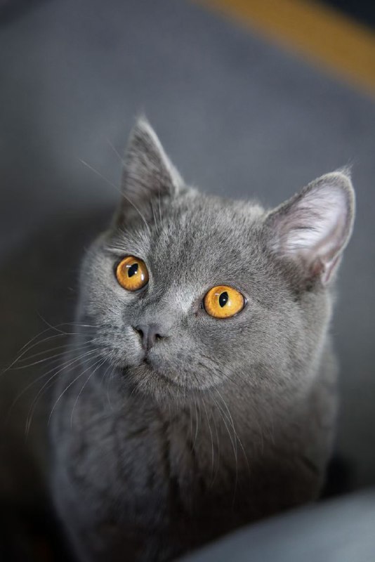 #猫猫转自wechat#猫猫转自wechat