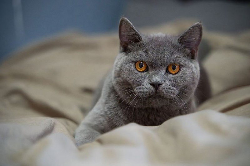 #猫猫转自wechat#猫猫转自wechat