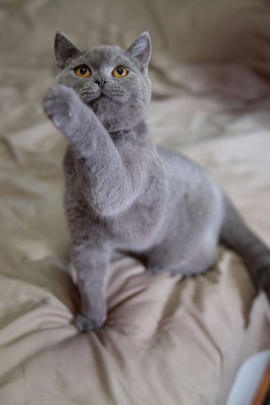 #猫猫转自wechat#猫猫转自wechat