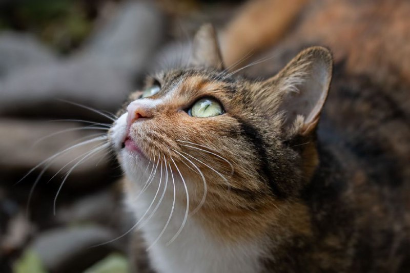 #猫猫